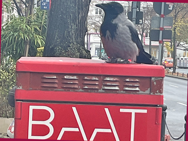 Nebelkrähe wartet darauf, ein Bad zu nehmen (Foto: AS)